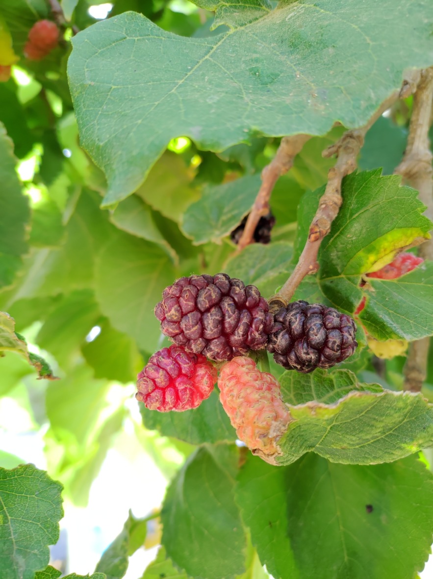 Früchte des Maulbeerbaums in verschiedenen Reifegraden