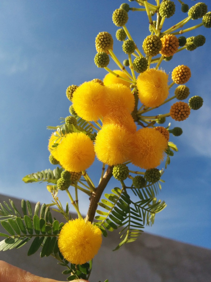 Warum die Mimose am 8. MÃ¤rz an Frauen verschenkt wird
