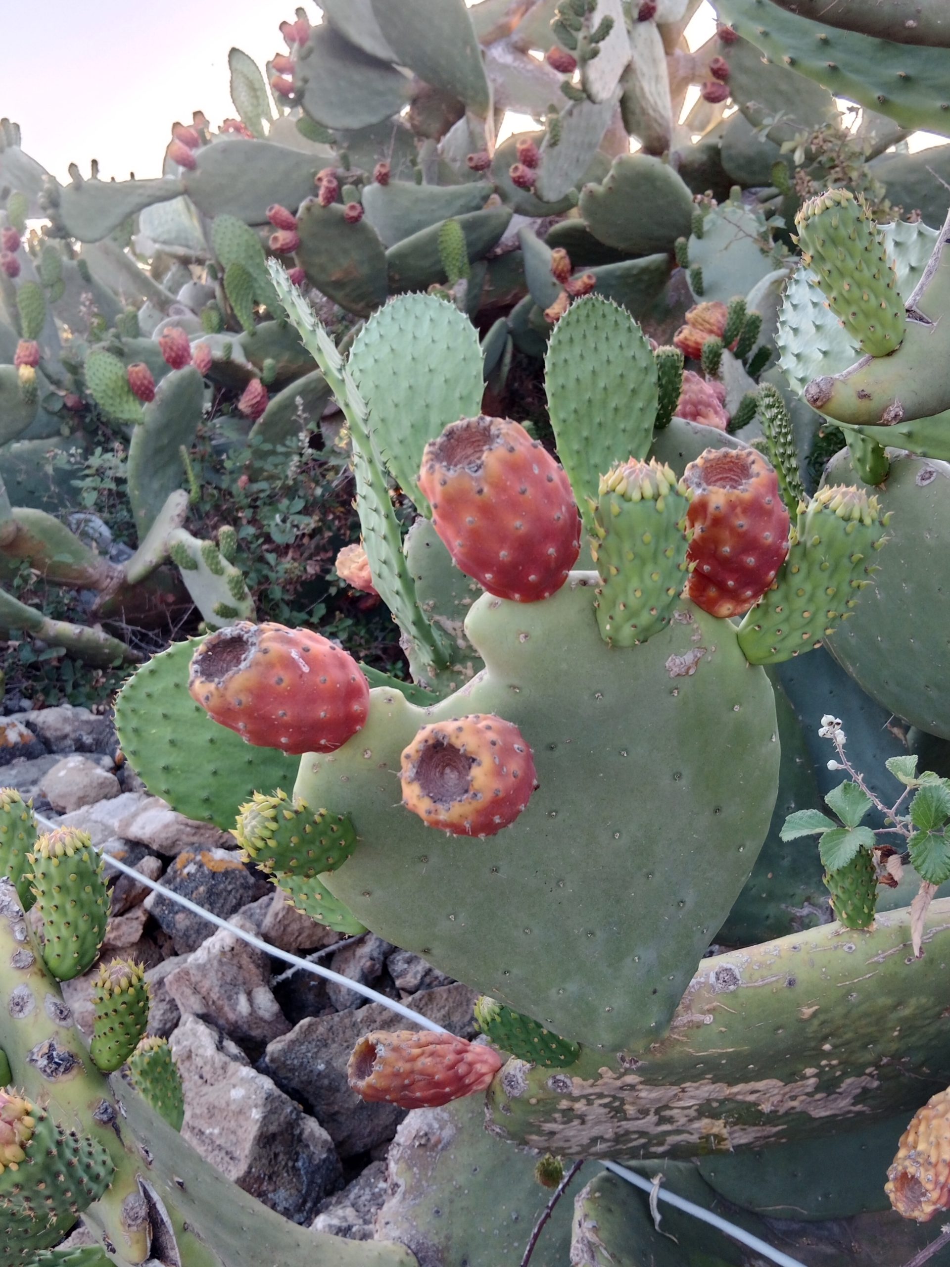 Kaktuspflanzen kommen auf ganz Sizilien vor