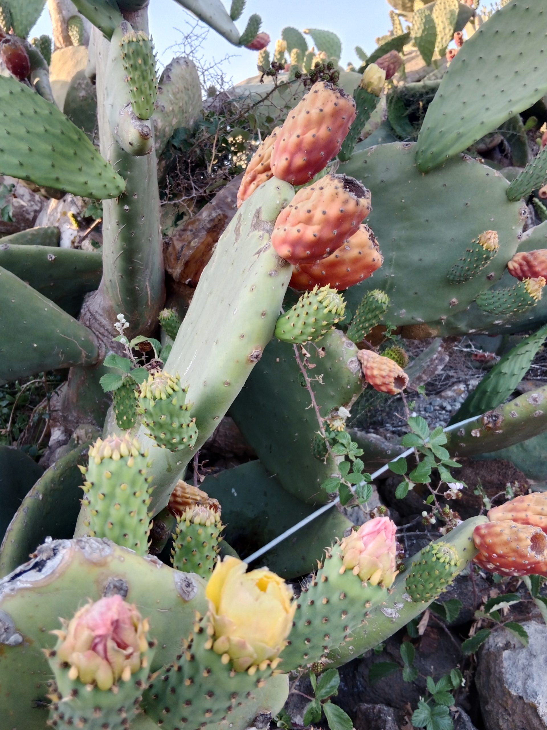 Kaktusfrüchte in Hülle und Fülle