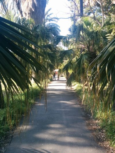 Mit Palmen eingerahmter Weg im Botanischen Garten