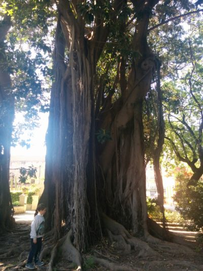 Mit 200 Jahren ältester Ficus magnolioides
