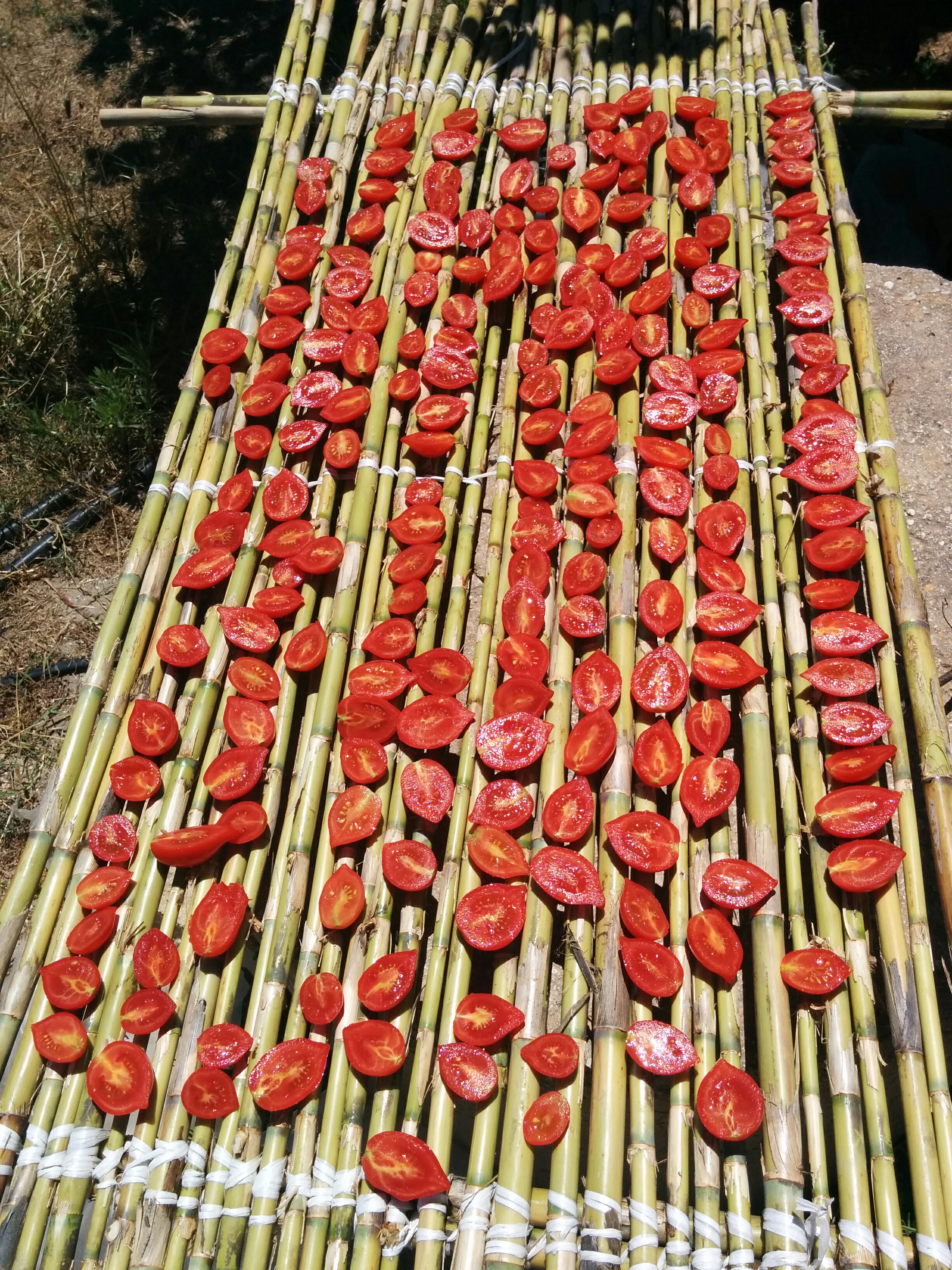Tomaten zum trocknen ausgelegt
