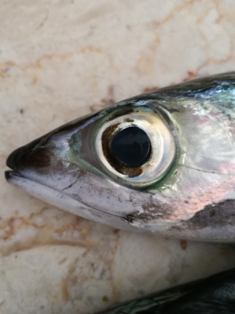 Einen frischen Fisch erkennt man an seinen klaren Augen
