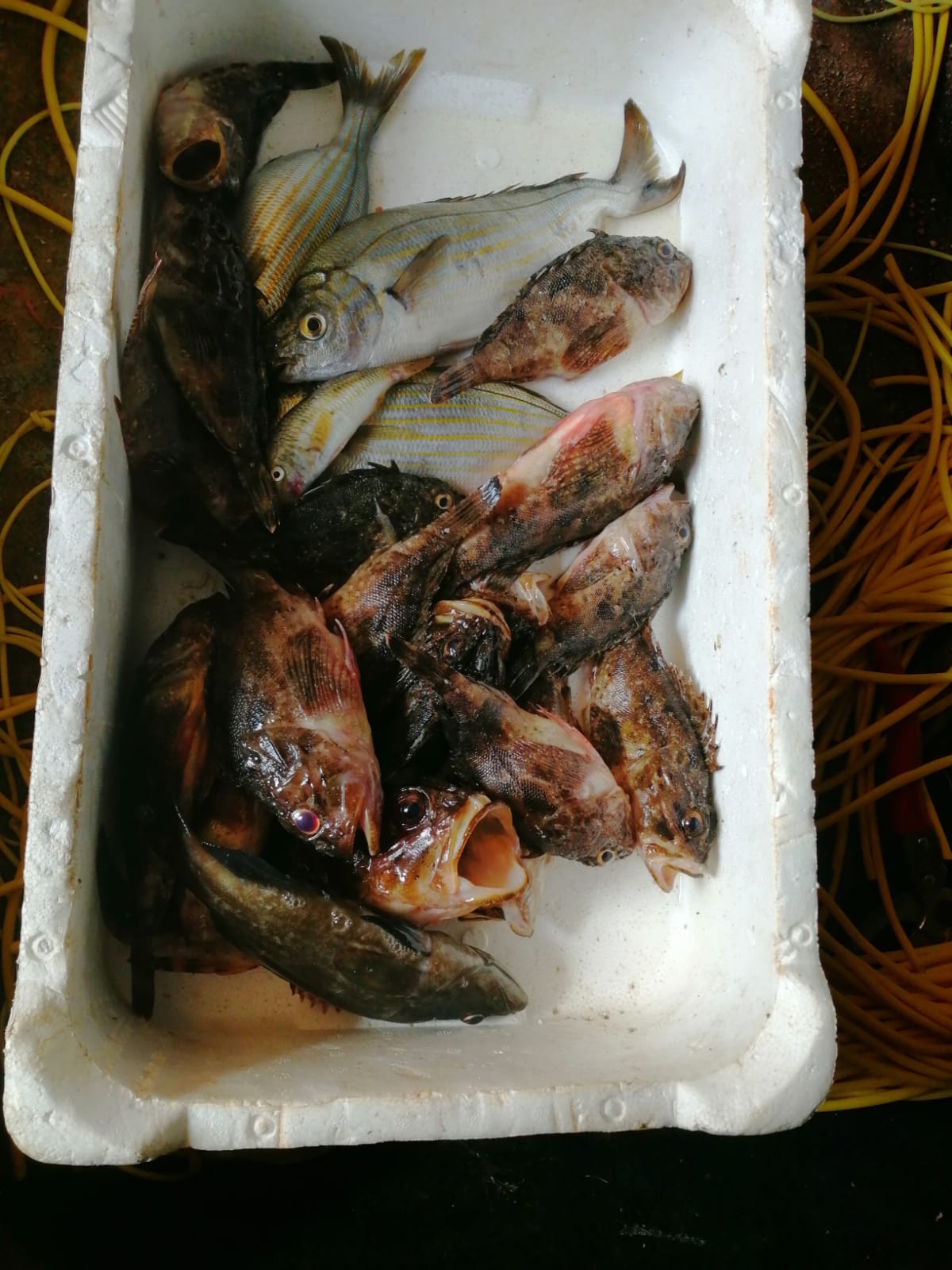 Frischer Fisch für die Fischsuppe