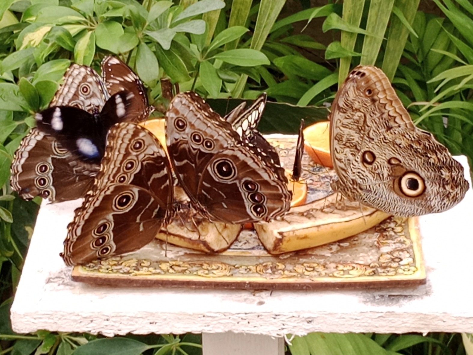 Schmetterlingshaus in Marsala