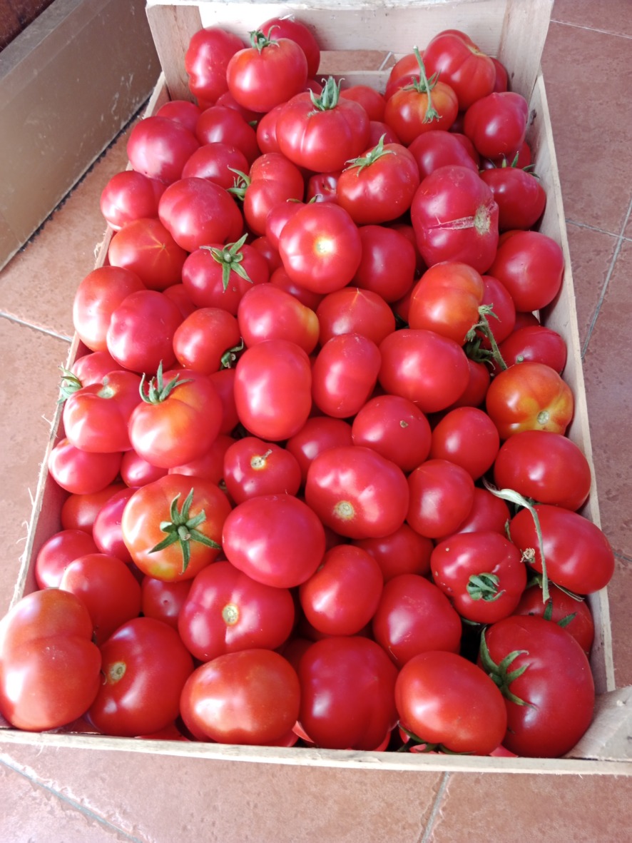 Tomaten der Sorte Patataro