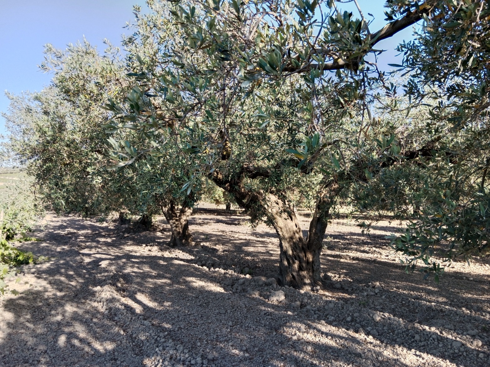 Olivenbäume beschneiden