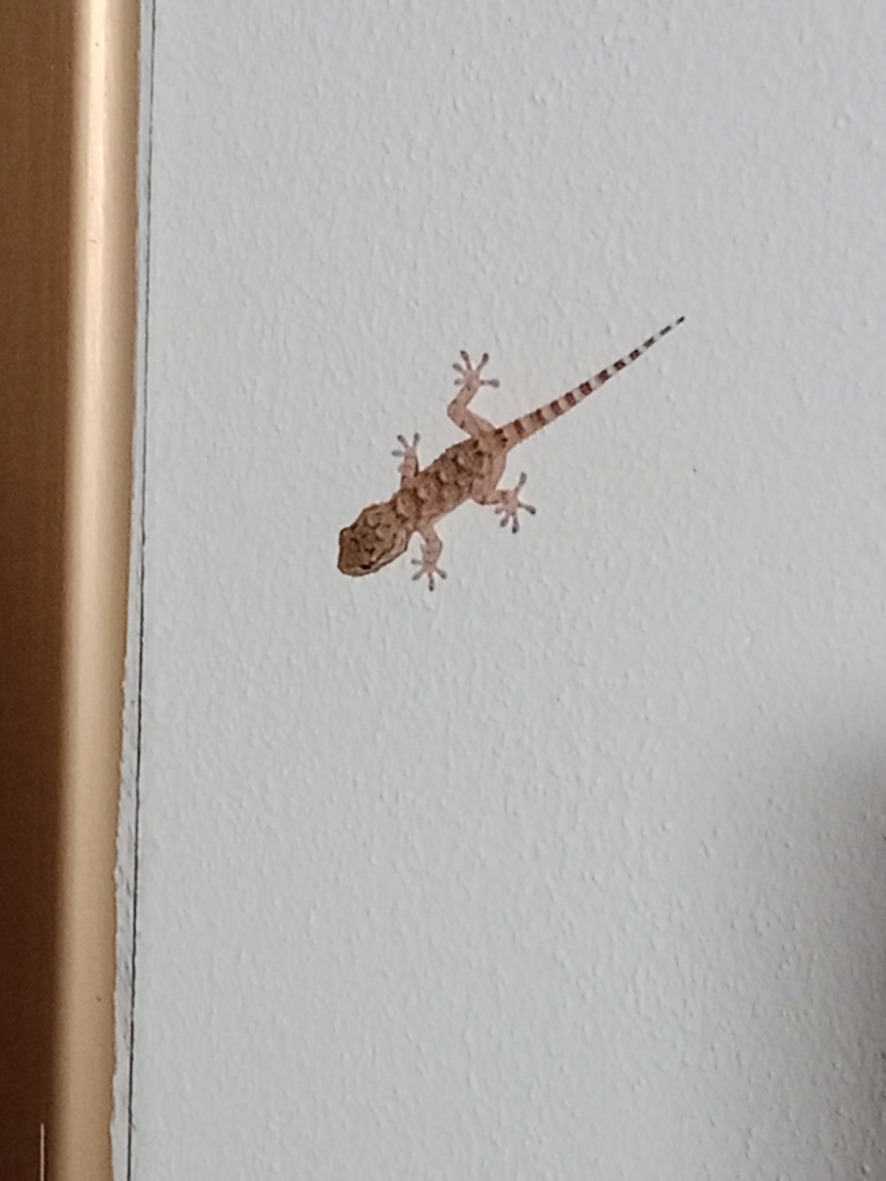 Wie man Geckos aus dem Haus bekommt