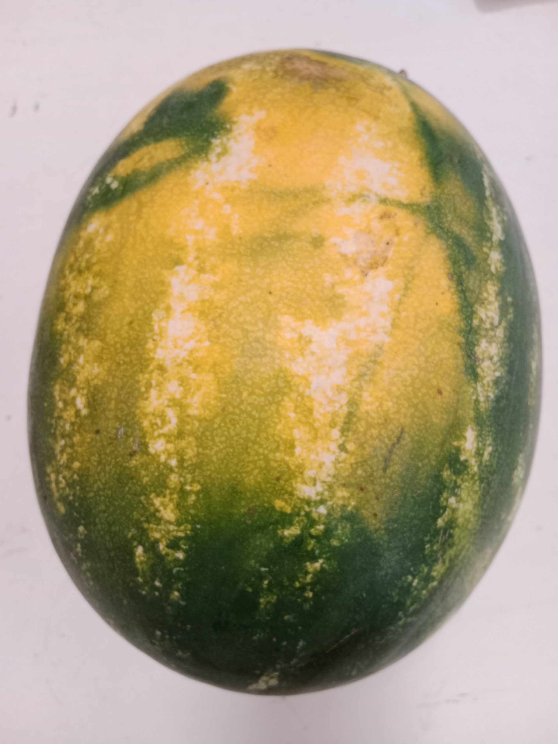 Der dunkelgelbe Fleck ist ein gutes Zeichen für eine reife Wassermelone.